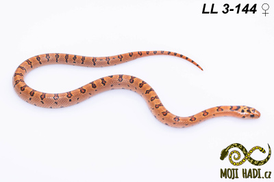 hadi na prodej, mládě, český chov hadů, odchov hadů, mojihadi.cz, lampropeltis mexicana thayeri, Mexican Kingsnake, korálovka mexická, Lampropeltis leonis, Thayer's Kingsnake, Variable Kingsnake, orange, pastelking